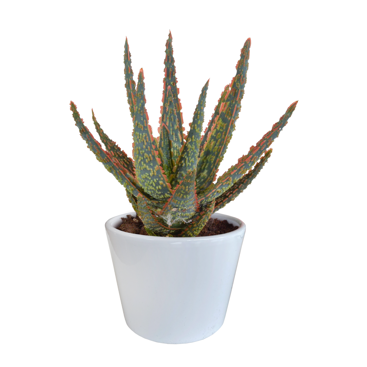 Aloe Zebrina et son cache-pot blanc h23cm