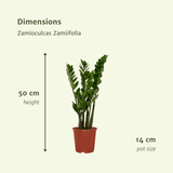 Zamioculcas Zamiifolia - Set di 2