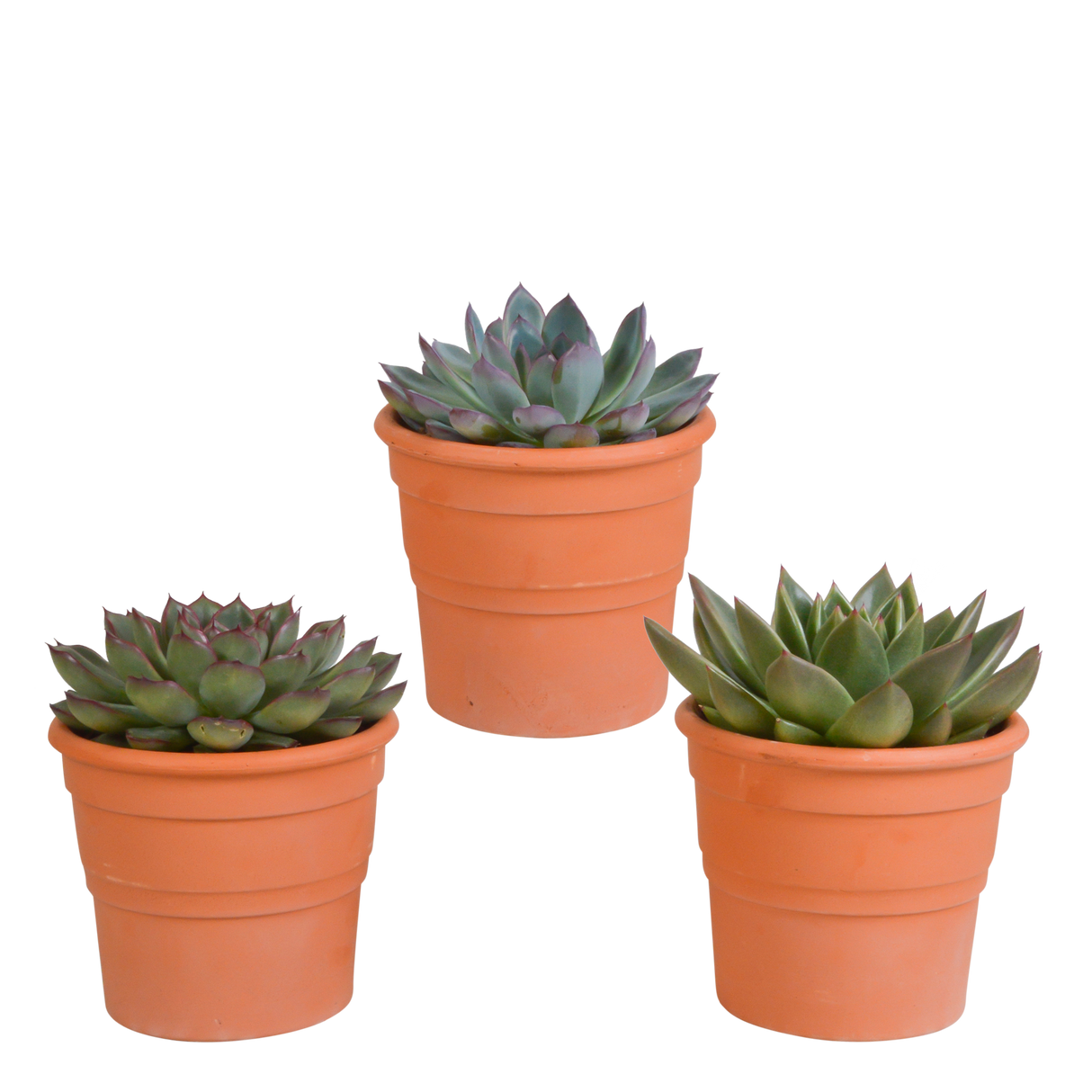 Coffret cadeau echeveria et ses caches-pots terracotta - Lot de 3 plantes, h21cm