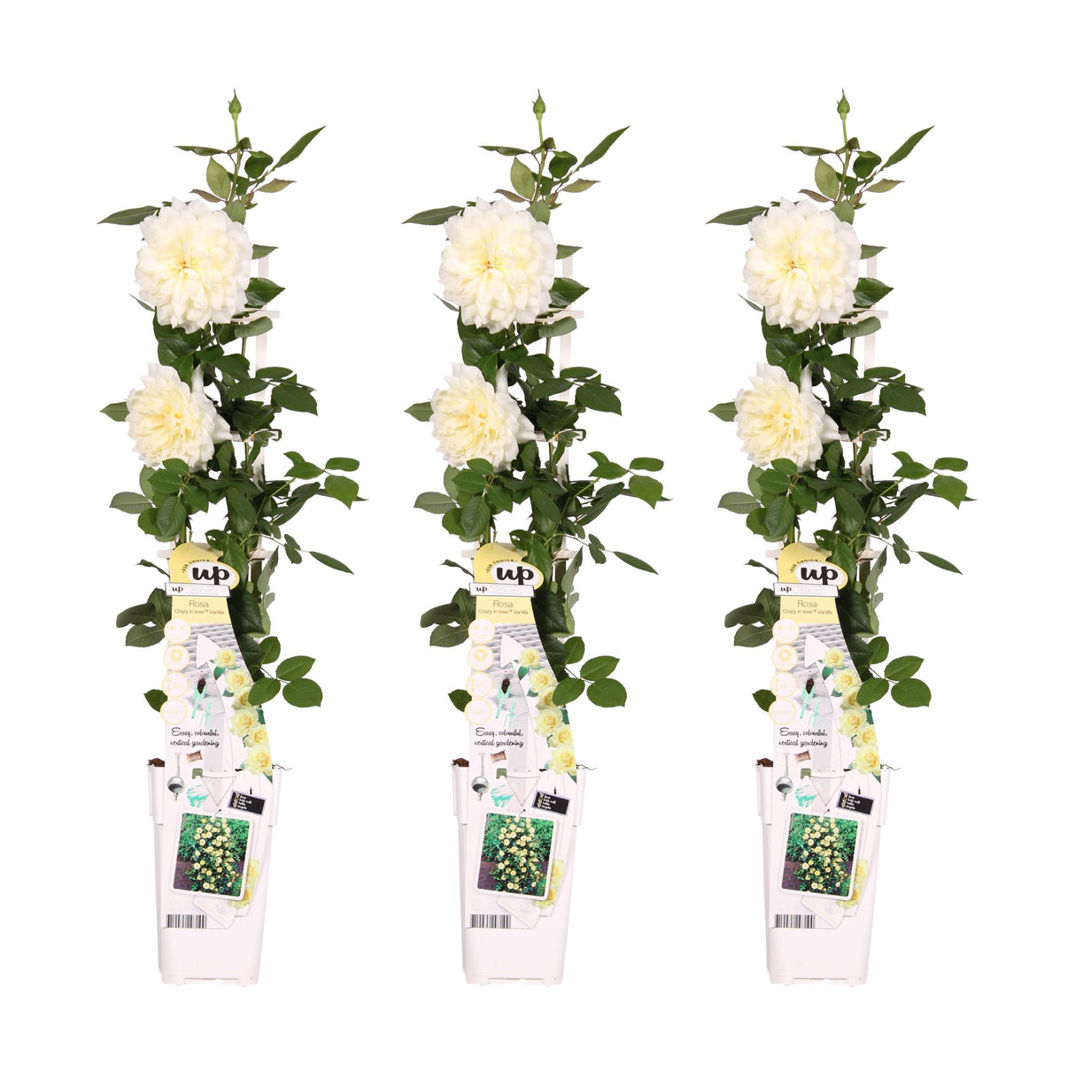 Cespuglio di rose vaniglia - set da 3 - ↨65 cm - Ø15 - pianta da esterno fiorita