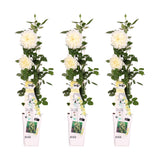 Cespuglio di rose vaniglia - set da 3 - ↨65 cm - Ø15 - pianta da esterno fiorita