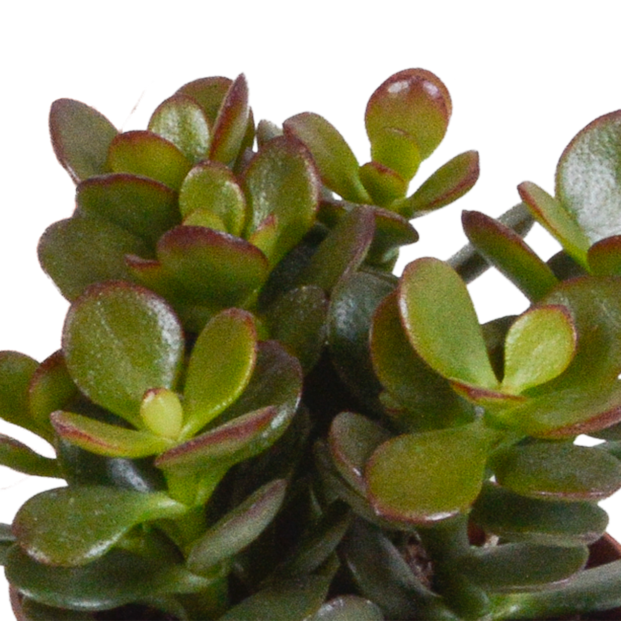 Crassula æske og dens hvide plantekasser - Sæt med 3 planter, h18cm