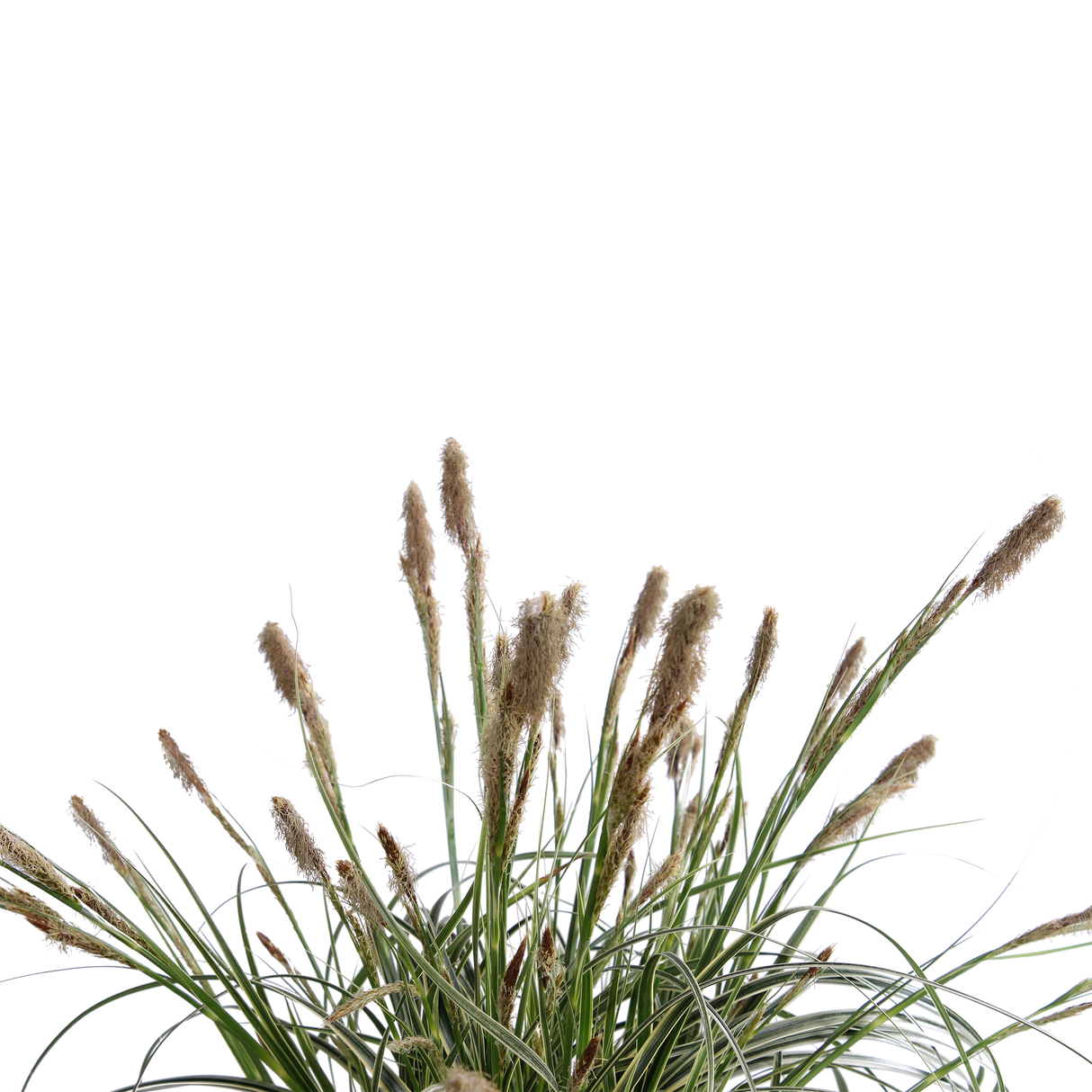 Carex 'Feather Falls'