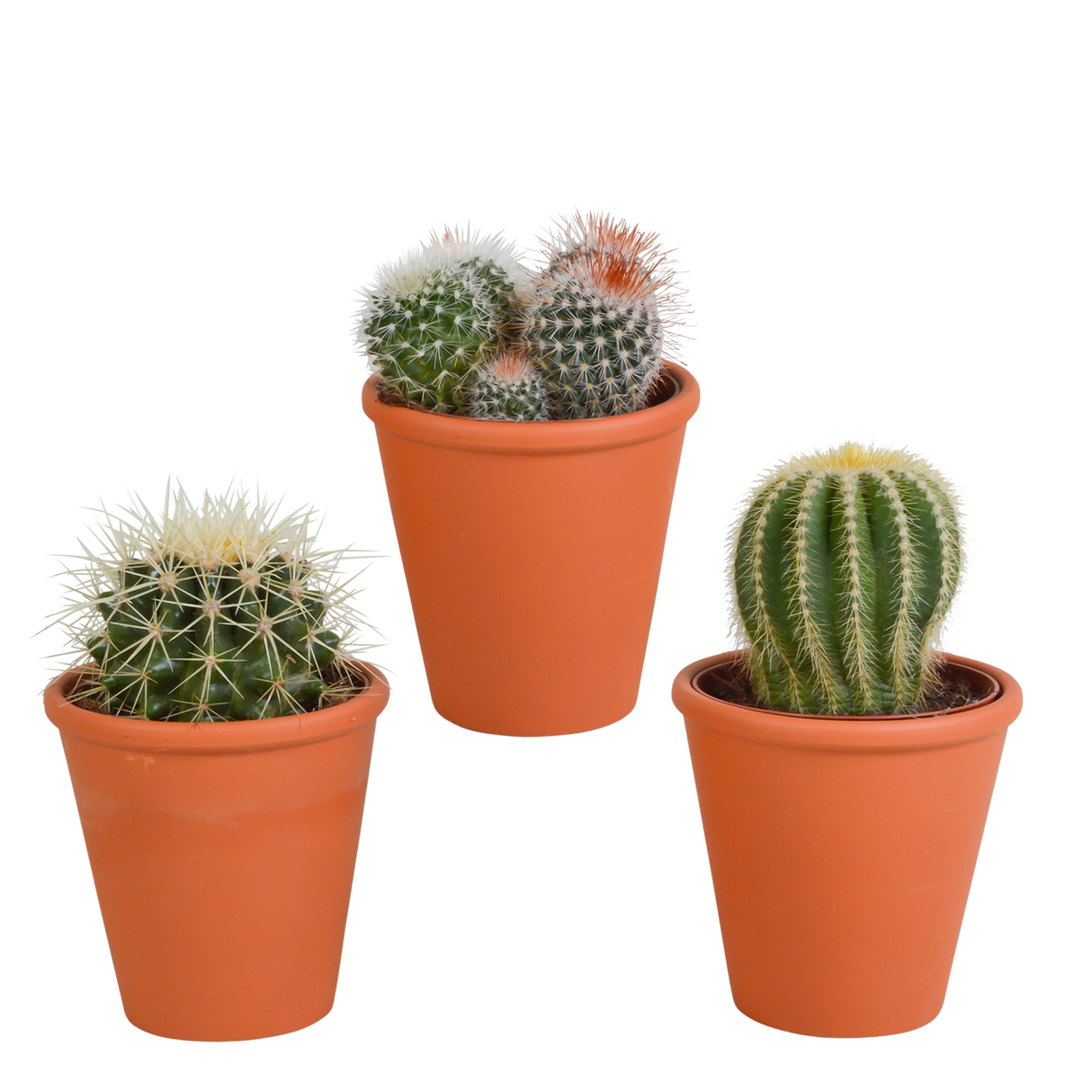 Coffret cadeau cactus et ses caches-pots terracotta - Lot de 3 plantes, h16cm