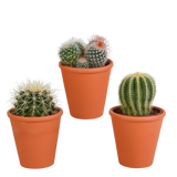 Confezione regalo cactus e portavasi in terracotta - Set di 3 piante, h16cm