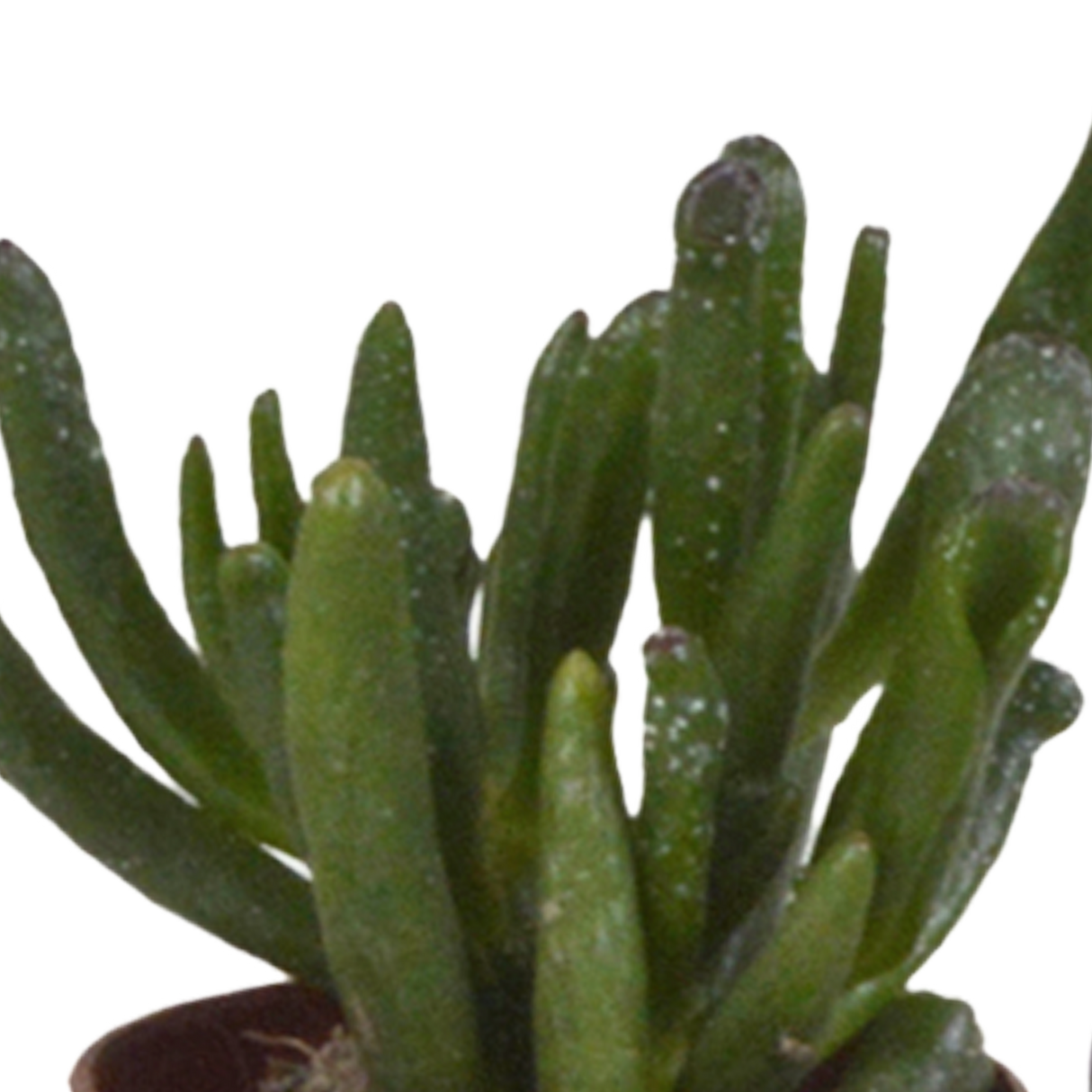 Kaktuskasse og dens hvide plantekasser - Sæt med 5 planter, h40cm