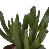 Scatola per cactus e fioriere bianche - Set di 5 piante, h40 cm