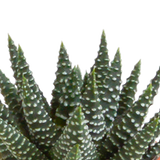 Caja de 15 cactus y suculentas + maceteros de terracota