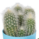 Mix de 5 cactus et leurs caches-pots colorés h16cm