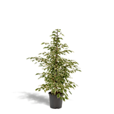 Ficus benjamina Twilight h95cm