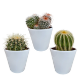 Kakteenkasten und seine weißen Pflanzgefäße – Set mit 3 Pflanzen, H16 cm
