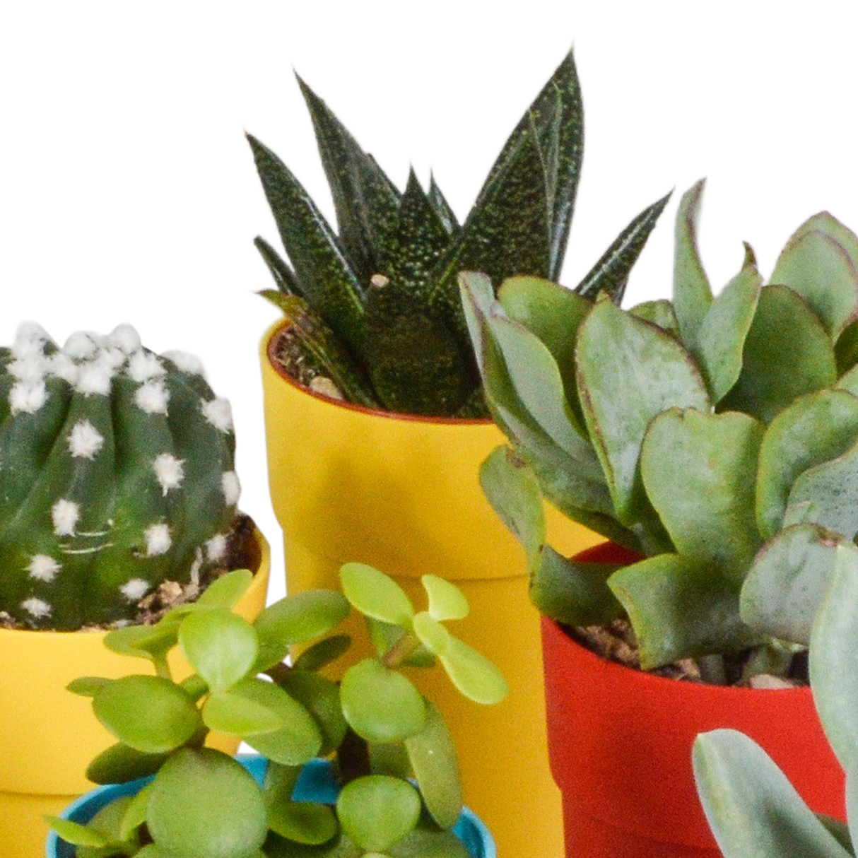 Mix de 15 cactus et succulentes et leurs caches-pots colorés h13cm