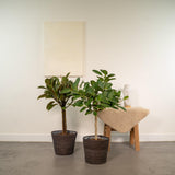 Coffret cadeau Ficus - Lot de 2 plantes, h90cm
