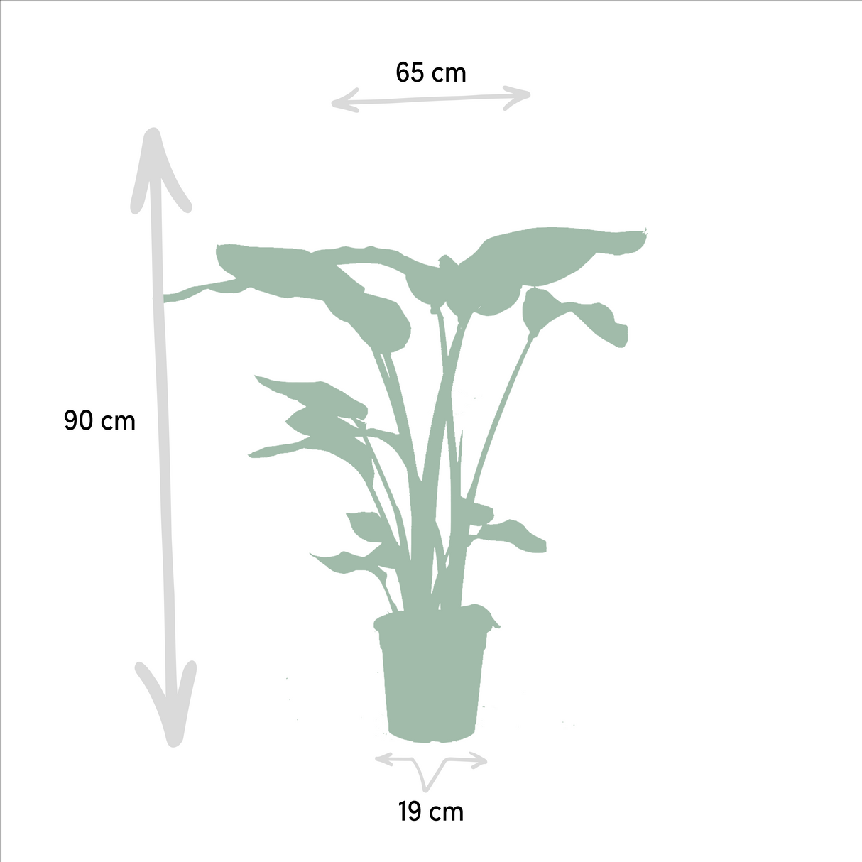 Strelitzia Nicolai, Alocasia Macrorrhiza - Set di 2