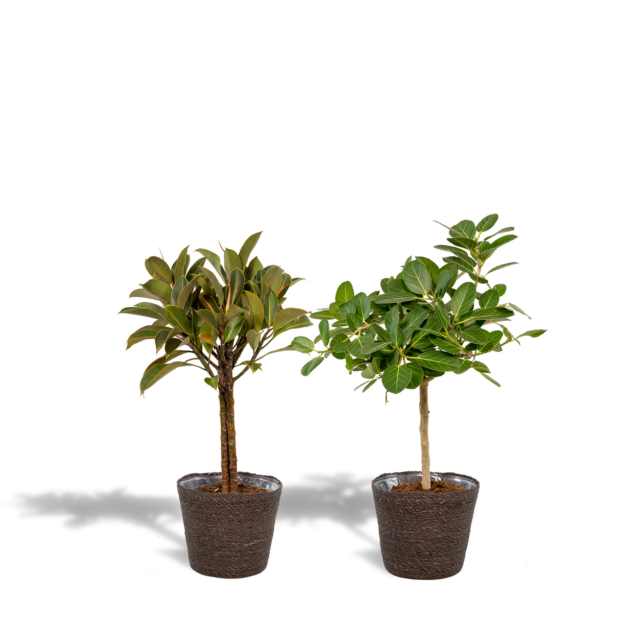 Scatola di ficus e suoi cestini neri - Set di 2 piante, h90 cm