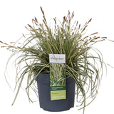 Carex Hachijoensis 'Evergold'
