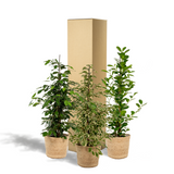 Trio de grands Ficus avec panier naturel - Benjamina Danielle - Benjamina Twilight - Microcarpa Moclame h100cm