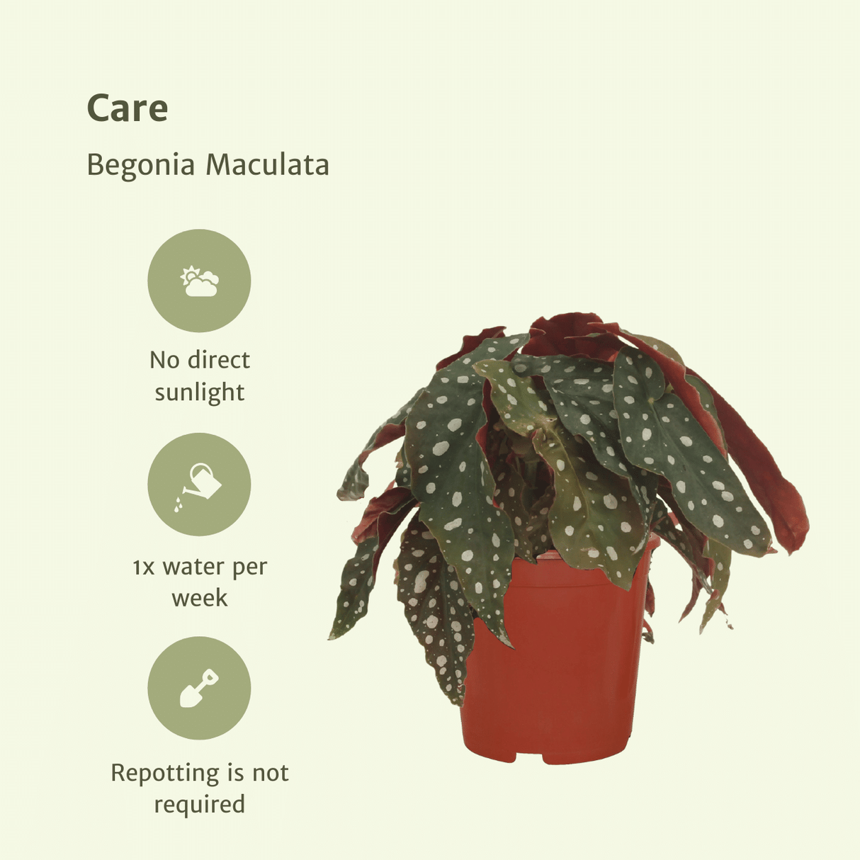 Begonia Maculata – Set di 2