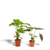 Cofanetto Alocasia Wentii, Alocasia Portodora - Set di 2 piante