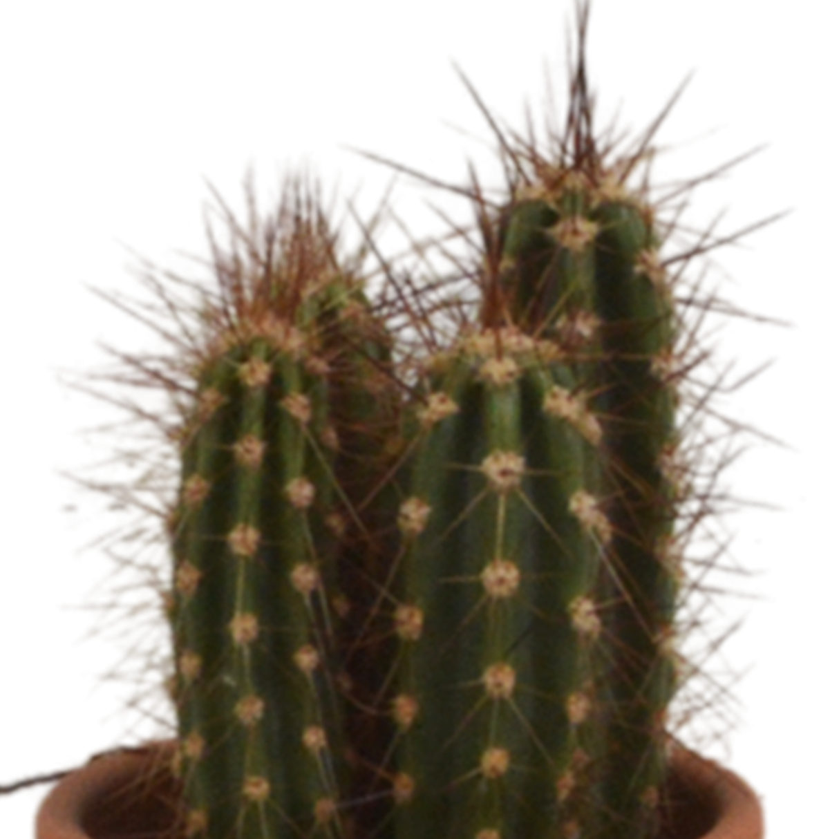 Confezione regalo cactus - Set di 5 piante, h13cm