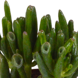 Crassula-Box und ihre weißen Pflanzgefäße – Set mit 3 Pflanzen, H18 cm