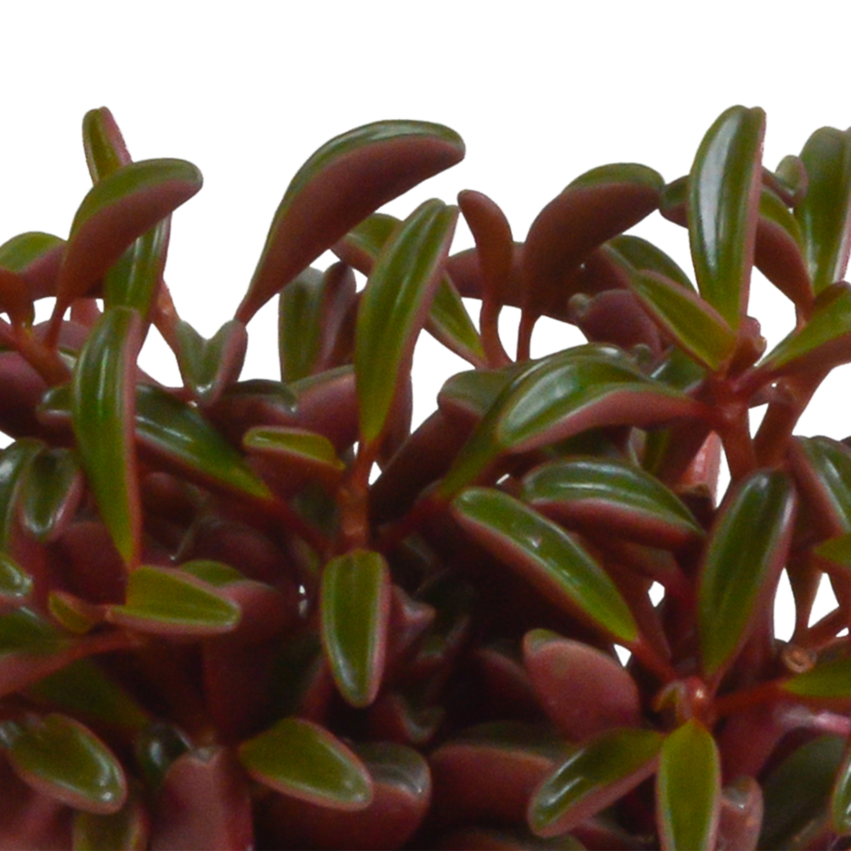 Peperomia graveolens et son cache-pot terracotta h20cm