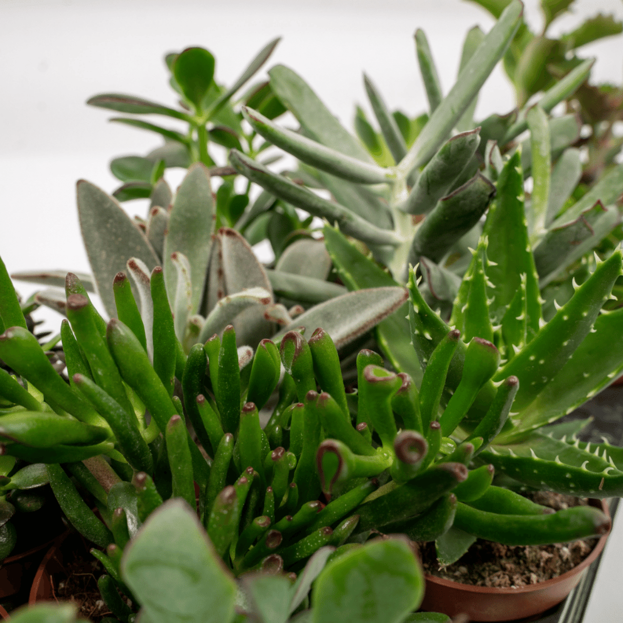 Coffret succulente - Lot de 6 plantes, h12cm - coffret cadeau mini plante