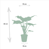 Cofanetto Alocasia Cucullata - Set di 2 piante