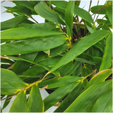 Bambù Fargesia Rufa - Set da 6