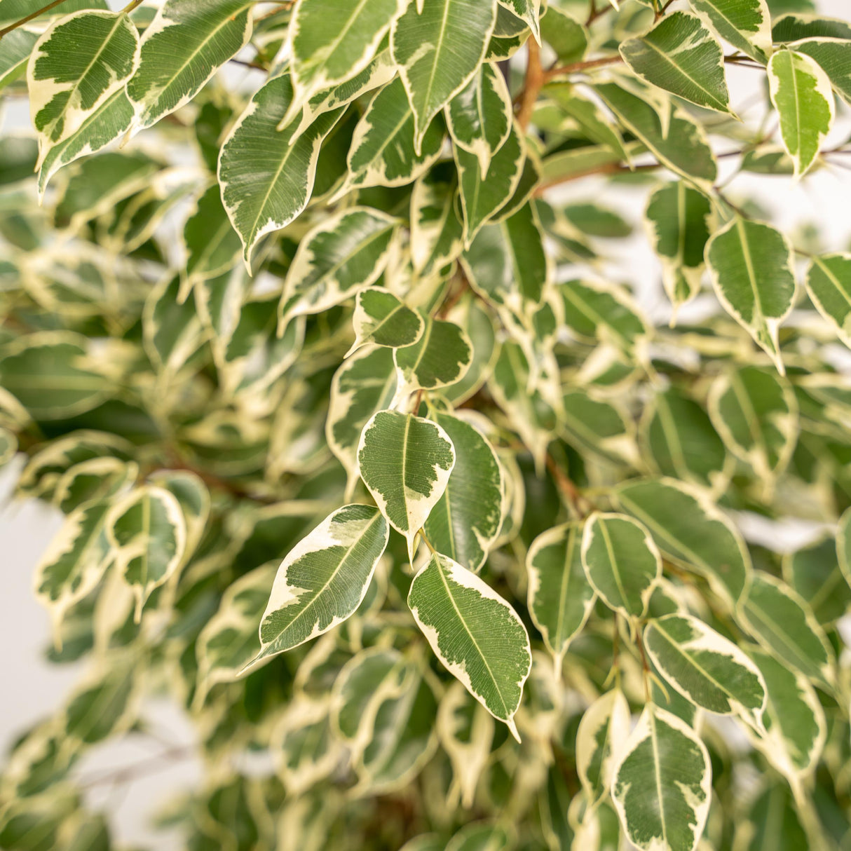 Ficus benjamina Crepuscolo h95cm