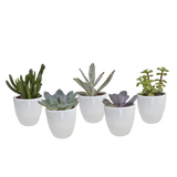 Coffret cadeau succulente et ses caches-pots blancs - Lot de 5 plantes, h13cm