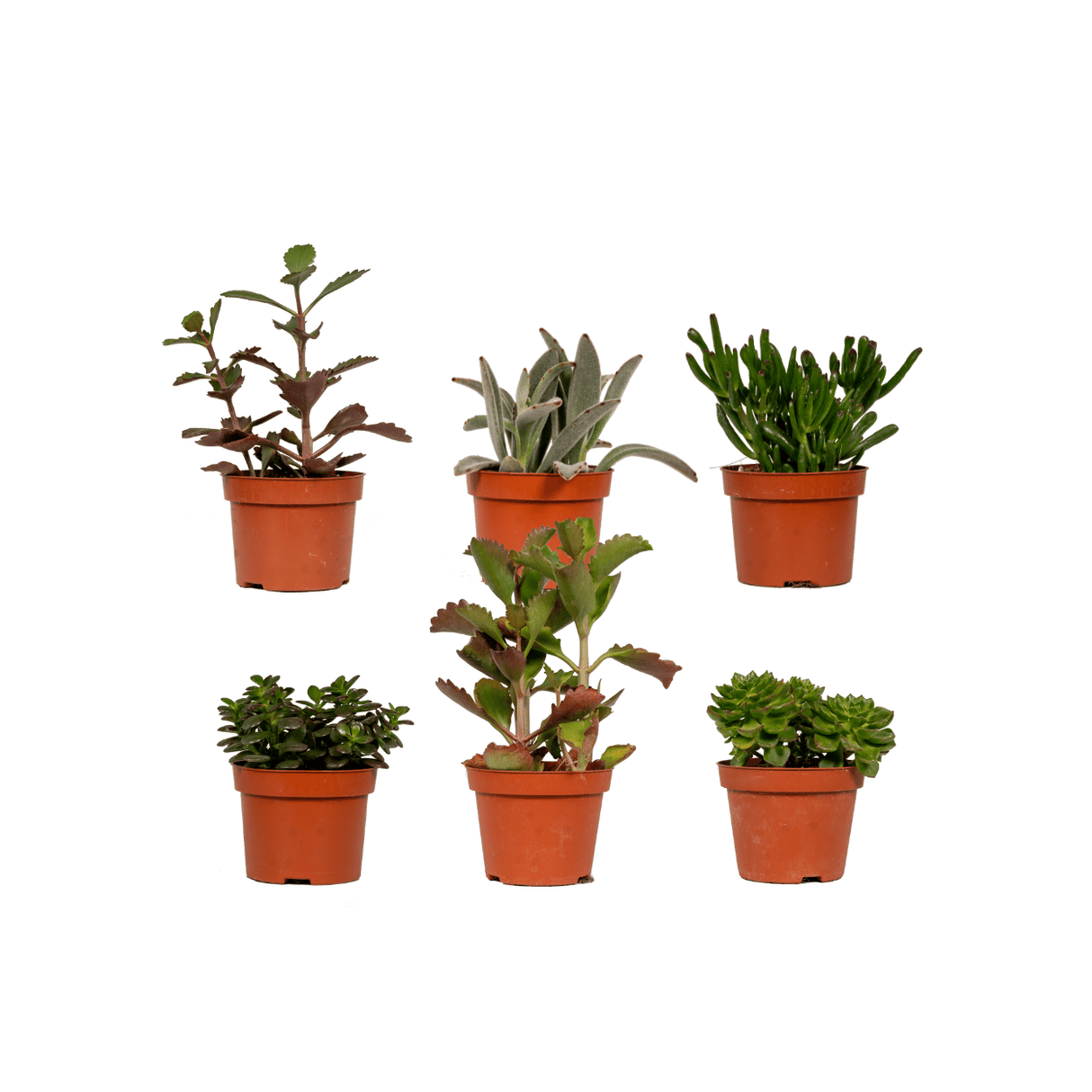 Coffret succulente - Lot de 6 plantes, h12cm - coffret cadeau mini plante