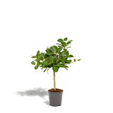 Ficus benghalensis h75cm