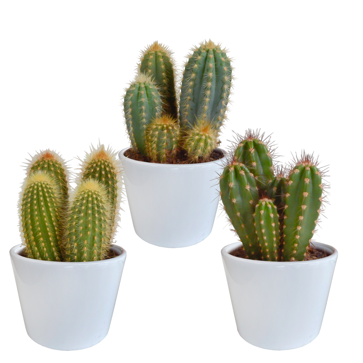 Cactus box and its white covers -<tc>POTS</tc> - Set of 3 plants, h23cm