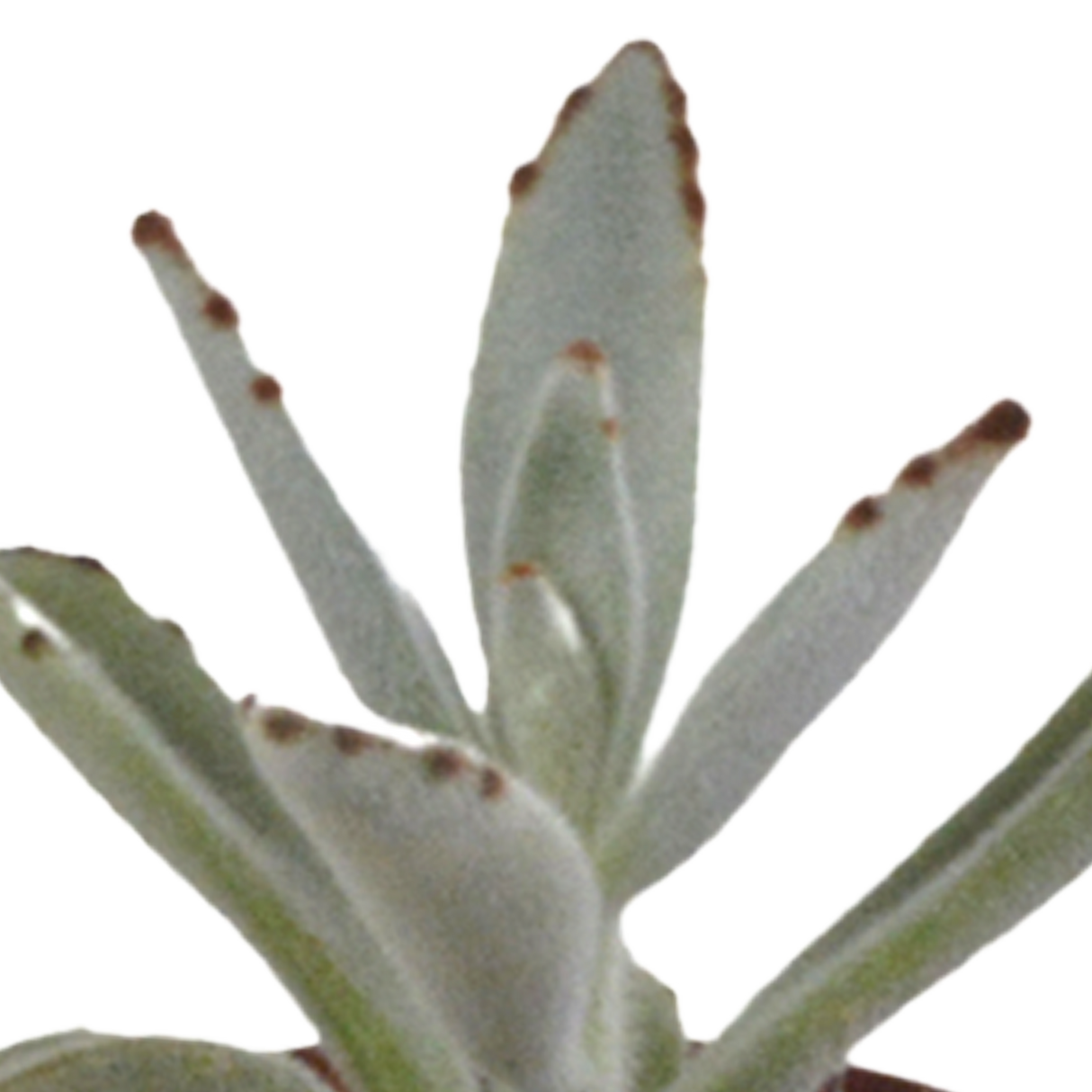Scatola per cactus e fioriere bianche - Set di 5 piante, h40 cm