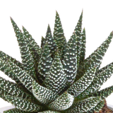 Scatola Gasteria, Haworthia e le sue fioriere in terracotta - Set di 3 piante, h18cm