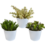 Scatola Crassula e le sue fioriere bianche - Set di 3 piante, h21cm