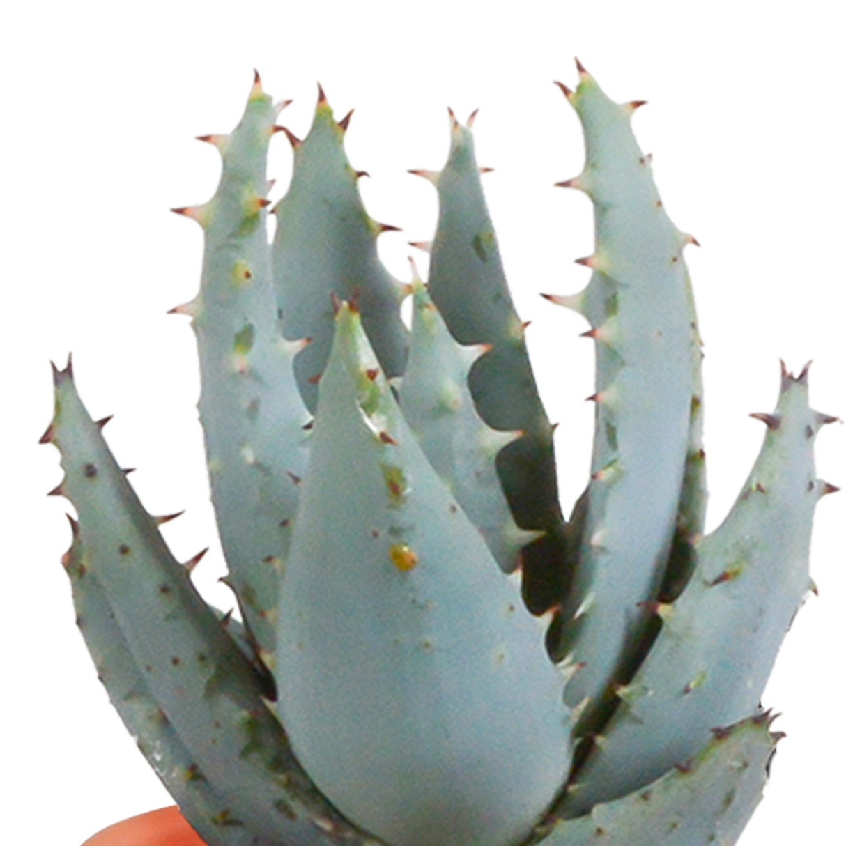 Mix de 15 cactus et leurs caches-pots colorés h13cm