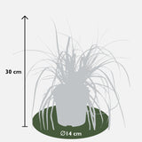 Carex oshimensis 'Everest'