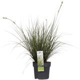 Carex Bruniena 'Variegata' - ↨30cm - Ø14 - graminées - plante d'extérieur