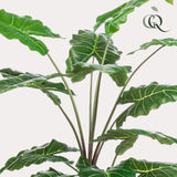 Alocasia plante artificielle - h150cm, Ø12cm