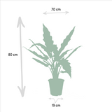 Cofanetto Alocasia Cucullata - Set di 2 piante