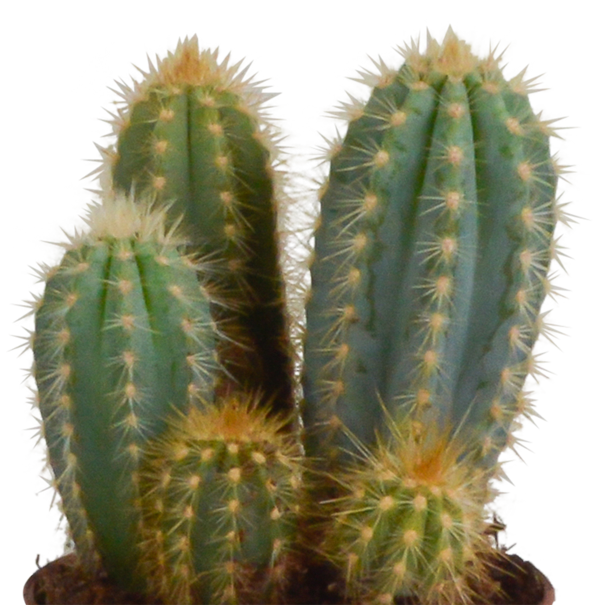Trio di cactus e relativi vasi da fiori h23cm
