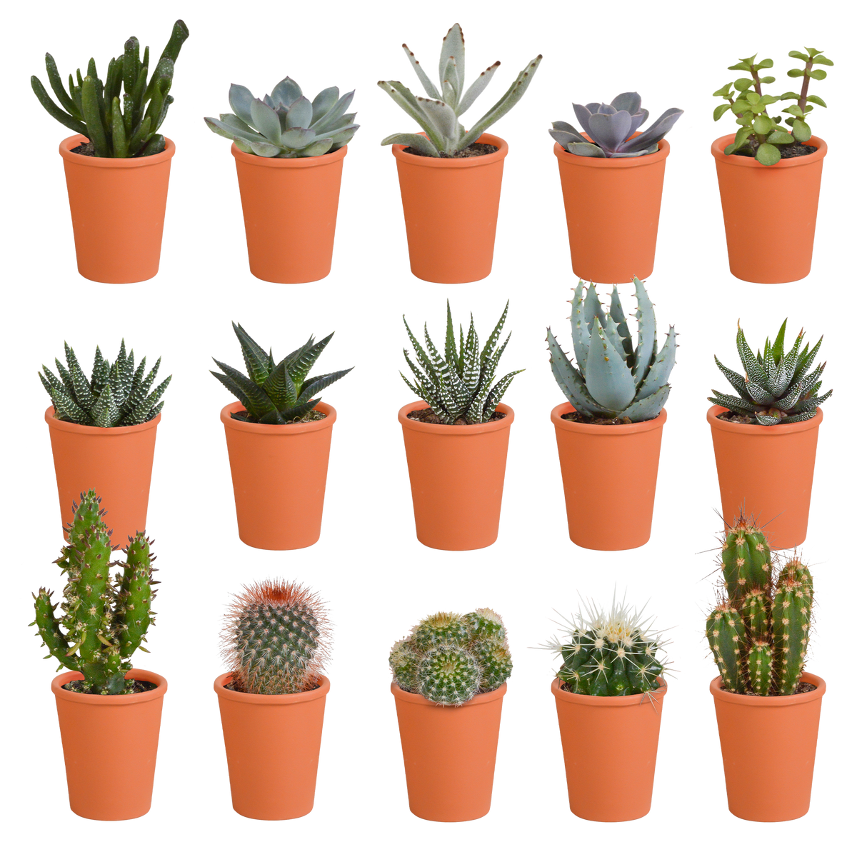 Coffret de 15 cactus et succulente + caches-pots terracotta