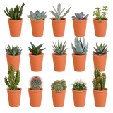 Æske med 15 kaktusser og sukkulenter + terracotta plantepotter