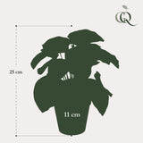 Peperomia Argyreia plante artificielle - h25cm, Ø11cm