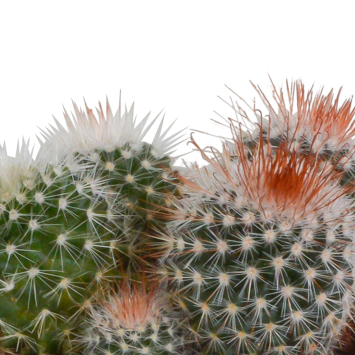 Kaktus-Geschenkbox und Terrakotta-Pflanzentöpfe – Set mit 3 Pflanzen, H16 cm