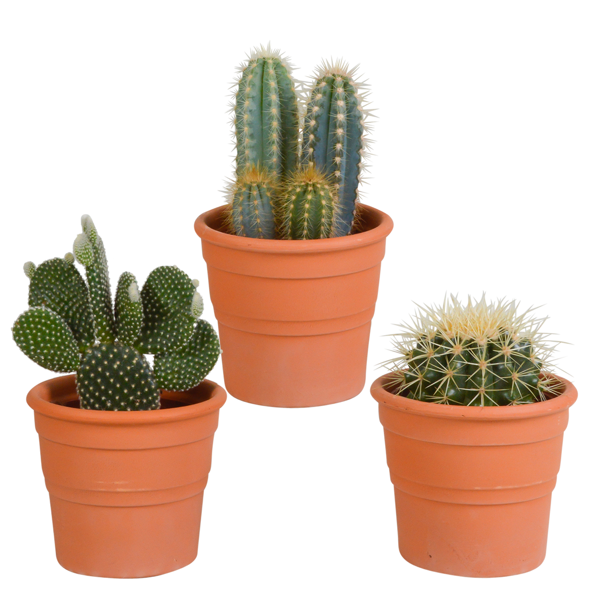 Kaktuskasse og dens plantekasser i terracotta - Sæt med 3 planter, h23cm