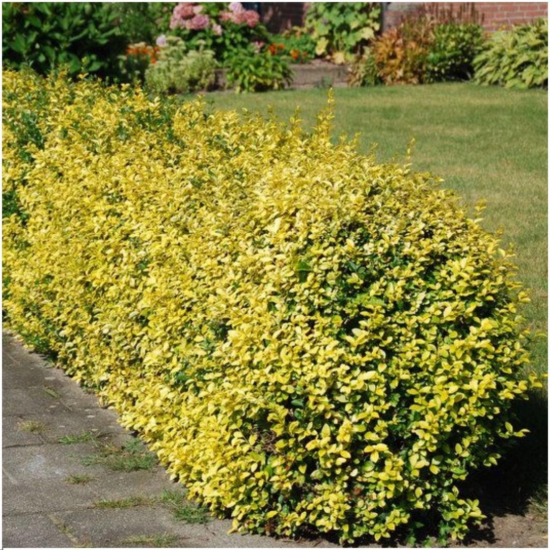 Euonymus fortunei 'Emerald Gold' - Sæt med 6 stk