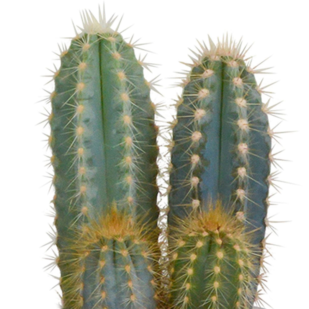 Kakteenkasten und seine weißen Pflanzgefäße – Set mit 3 Pflanzen, H18 cm